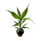 Dracaena sanderiana Victory (jeune plante)