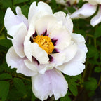 Paeonia suffruticosa - kifejlett példányok