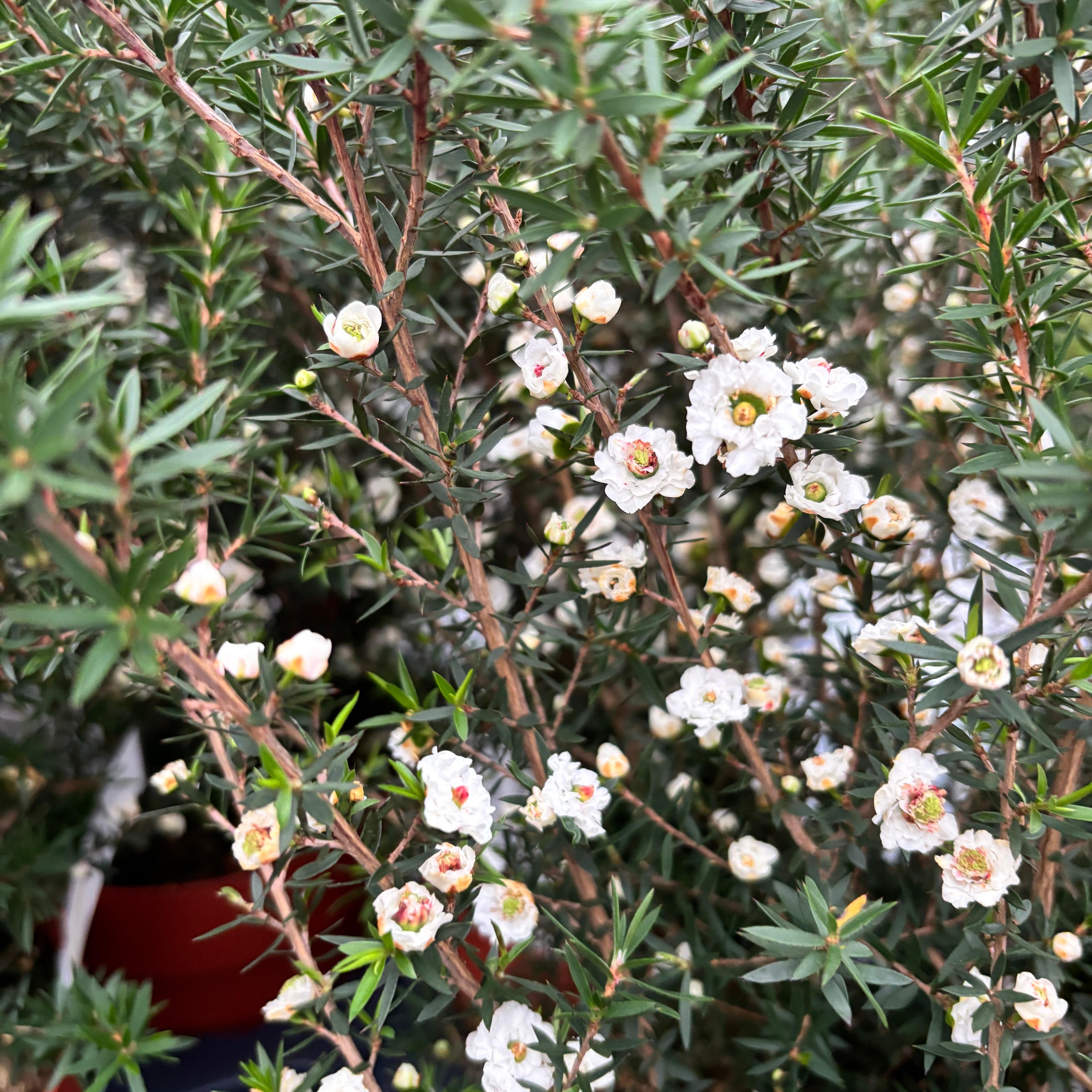 Leptospermum scoparium 'Snow Flurry' (Čajovník, Manuka) - dvojité biele kvety 2pp