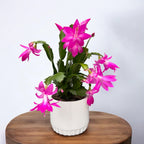 Craciunita rose intense - Schlumbergera ‘Solferina’
