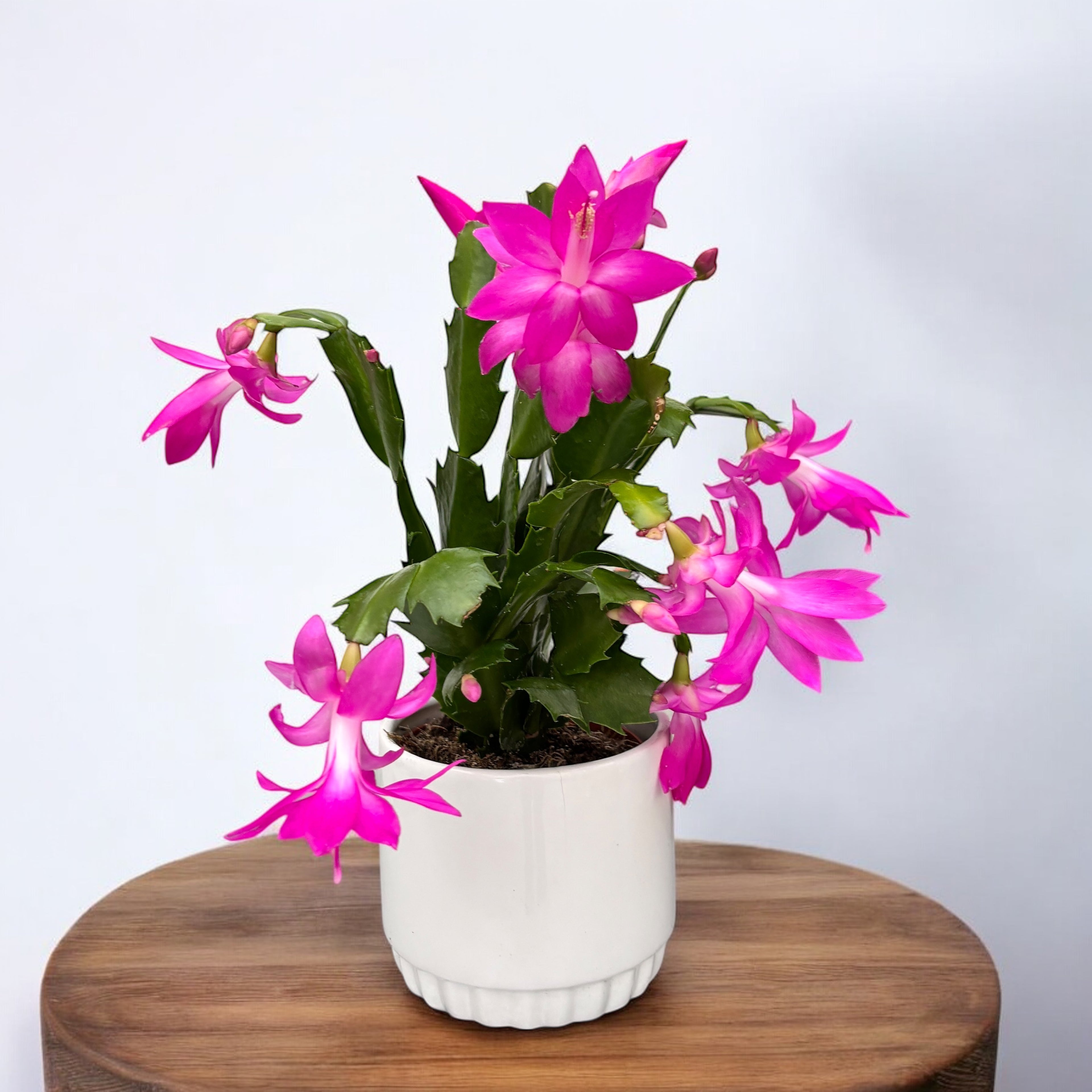 Craciunita roz intens - Schlumbergera ‘Solferina’