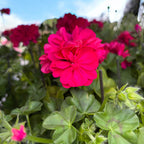 Pelargonium peltatum 'Royal Hot Pink' (hängande muscatapelargon med dubbla rosa blommor)