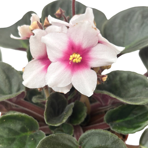 Saintpaulia Inova Spectra Eye - Two-tone African violets