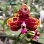 Phalaenopsis Allura 'Voodoo' *voňavá