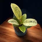 Ficus elastica 'Shivereana' ('Moonshine', 'Variegata') - stralucire unica si variegatie spectaculoasa