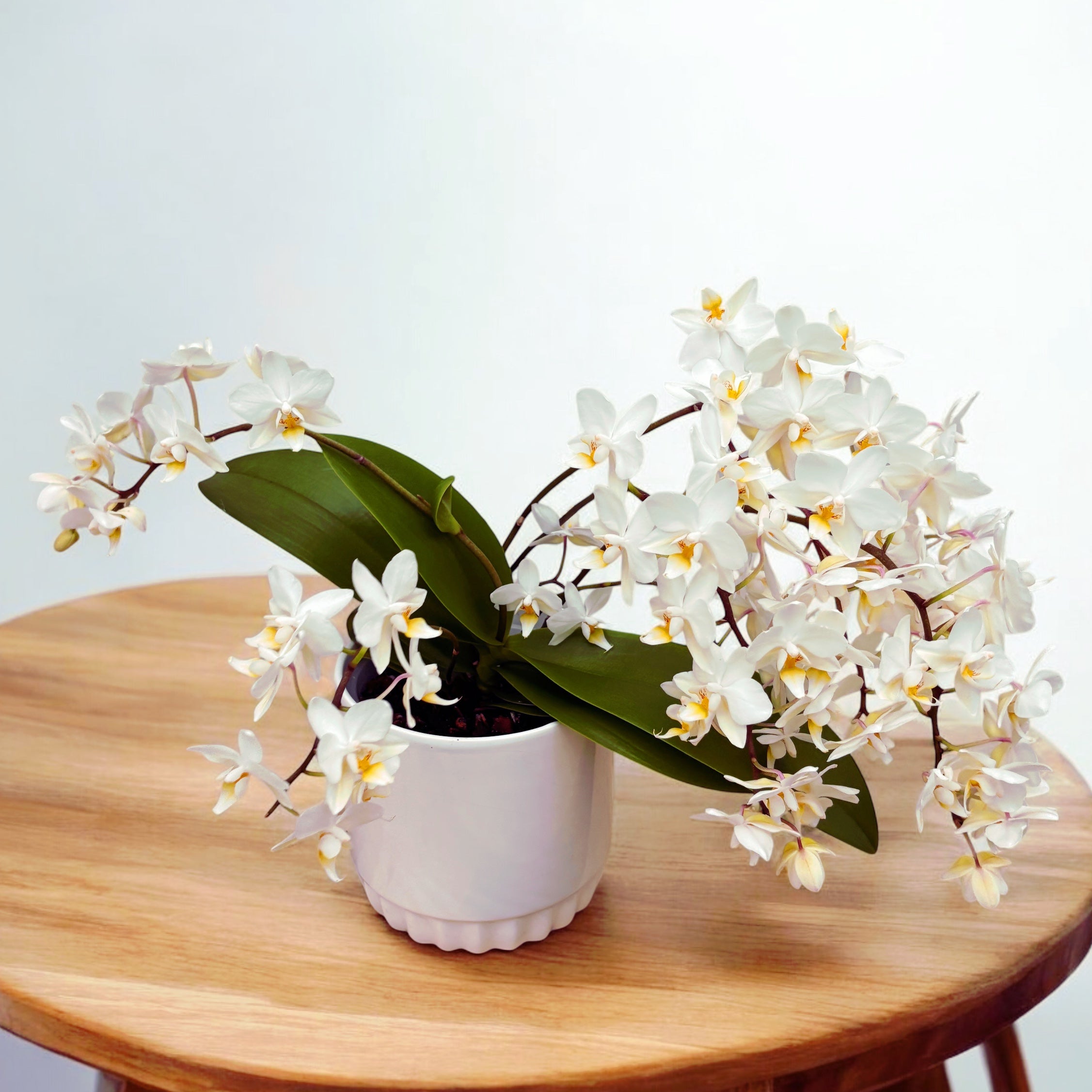 Phalaenopsis Soft Cloud