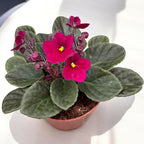 Saintpaulia City-line Bordeaux