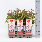 Rosa 'A Whiter Shade of Pale’