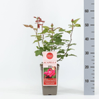 Rosa ‘Acapella’