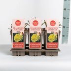 Rosa ‘Diamonds Forever’