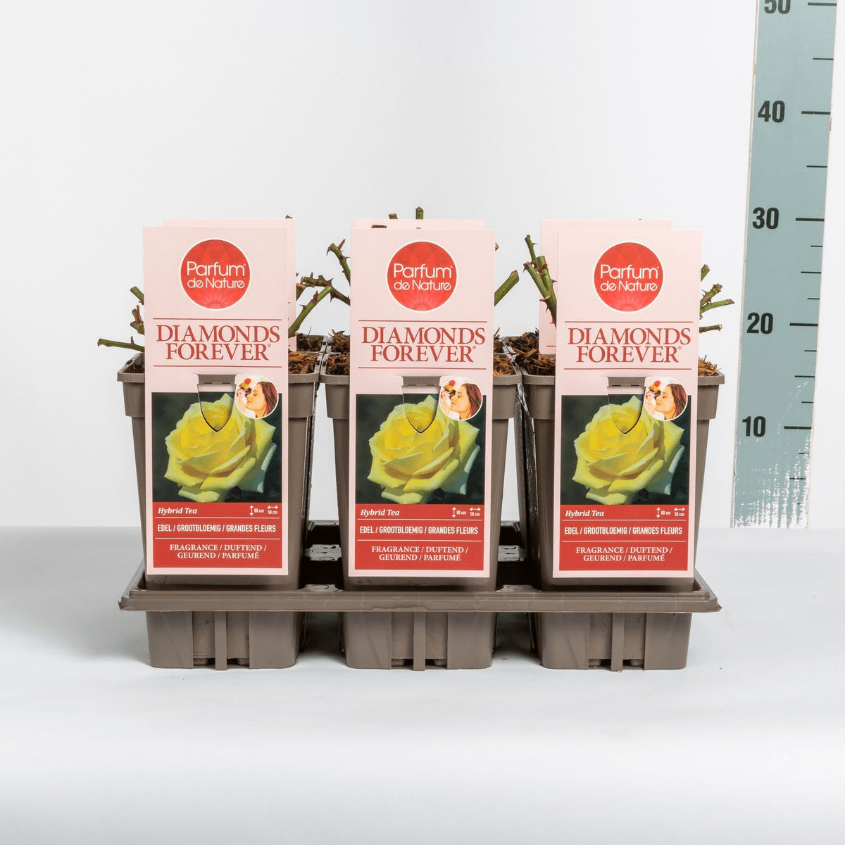 Rosa ‘Diamonds Forever’