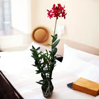 Epidendrum radicans 'Crimson’