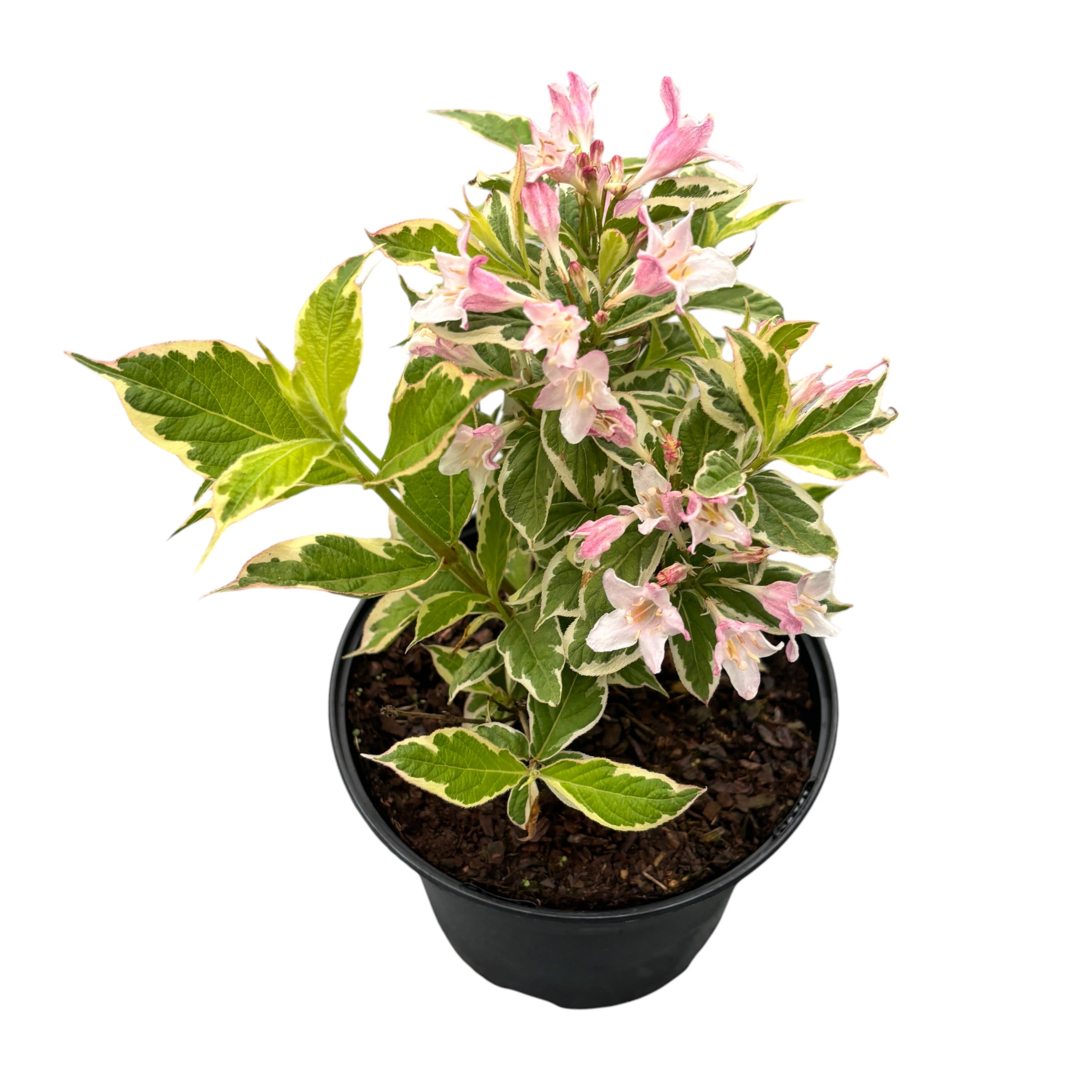 Weigela florida 'Nana Variegata'