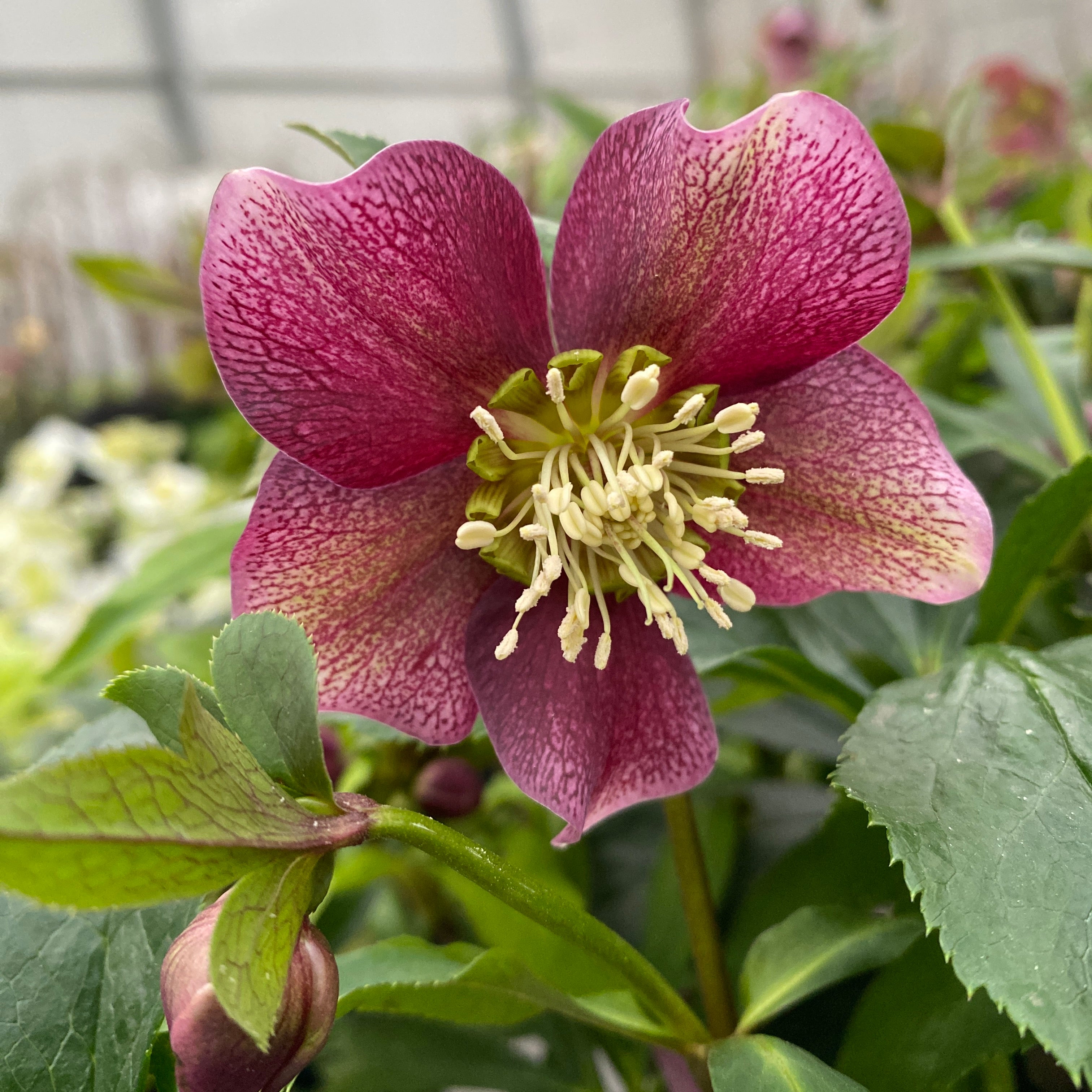 Helleborus orientalis Viv Victoria (Spanz)