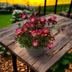 Saxifraga x arendsii 'Alpino Rose'