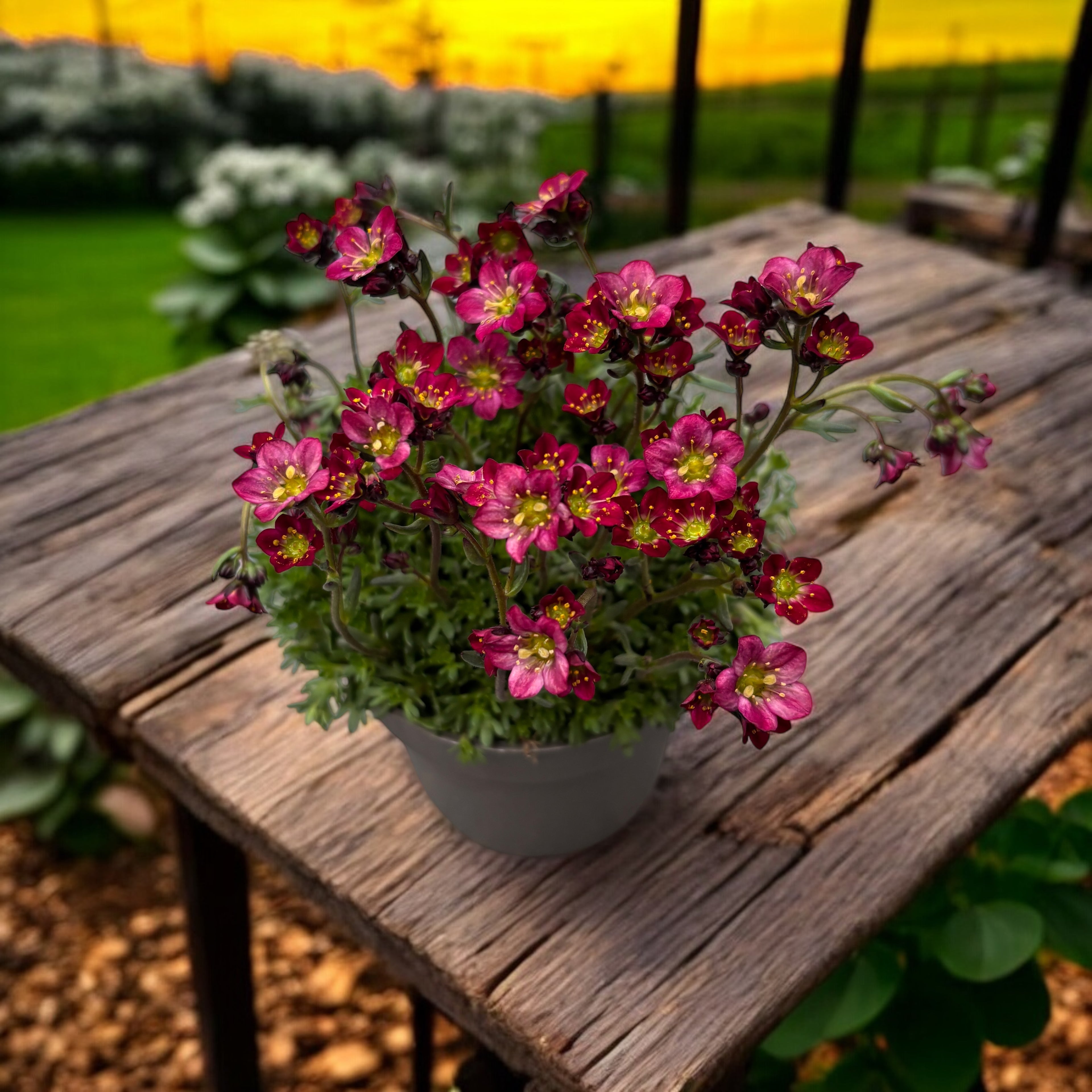 Saxifraga x arendsii 'Alpino Rose'