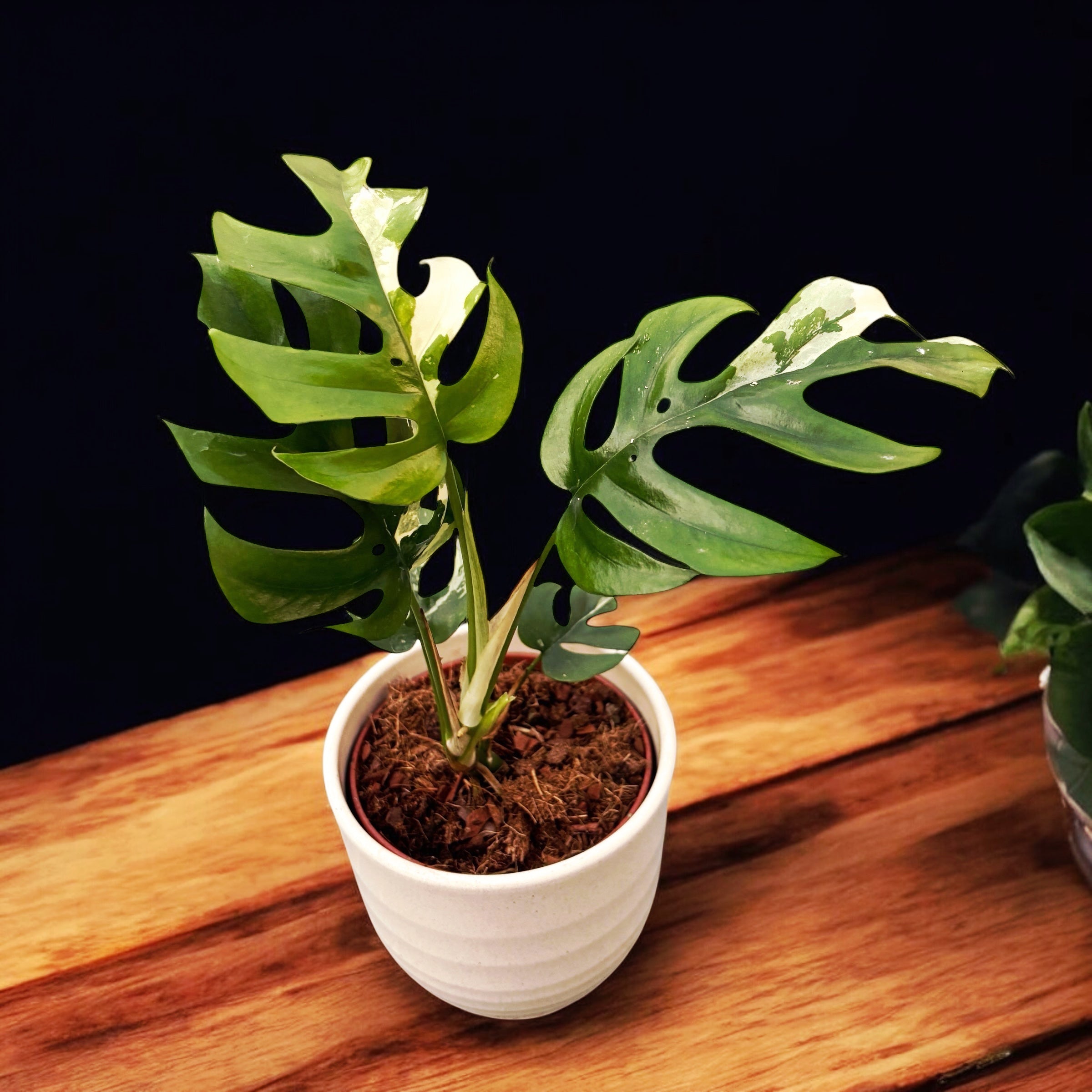 Monstera minima 'Variegata' (Rhaphidophora tetrasperma 'Variegata')