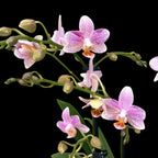 Phalaenopsis Little Star (Mayshang Angel, Ζάμπια) αρωματική