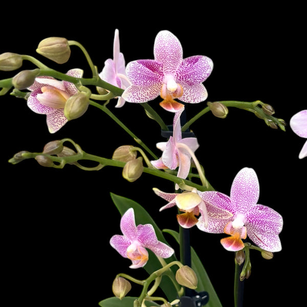 Phalaenopsis Little Star (Mayshang Angel, Sambia) duftend