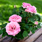 Trandafiri pitici Rosa ‘Esmeralda’ (Kordana Grande) - flori mari roz