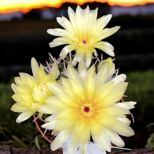 Notocactus mammulosus (Parodia mammulosus)