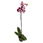 Phalaenopsis ‘Limited #87’ big lip