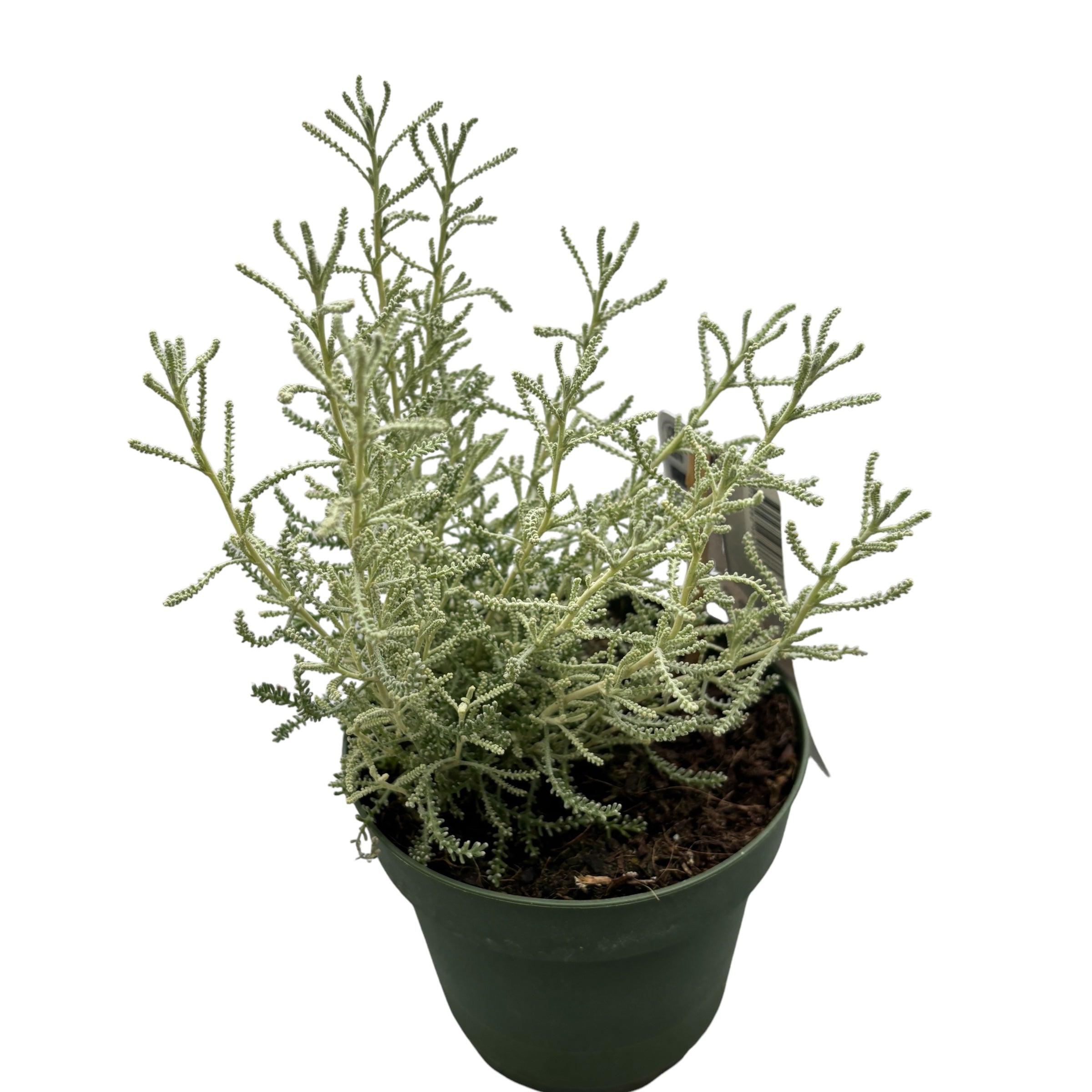 Santolina chamaecyparissus (Lemnul Maicii Domnului, Cotton Lavender)