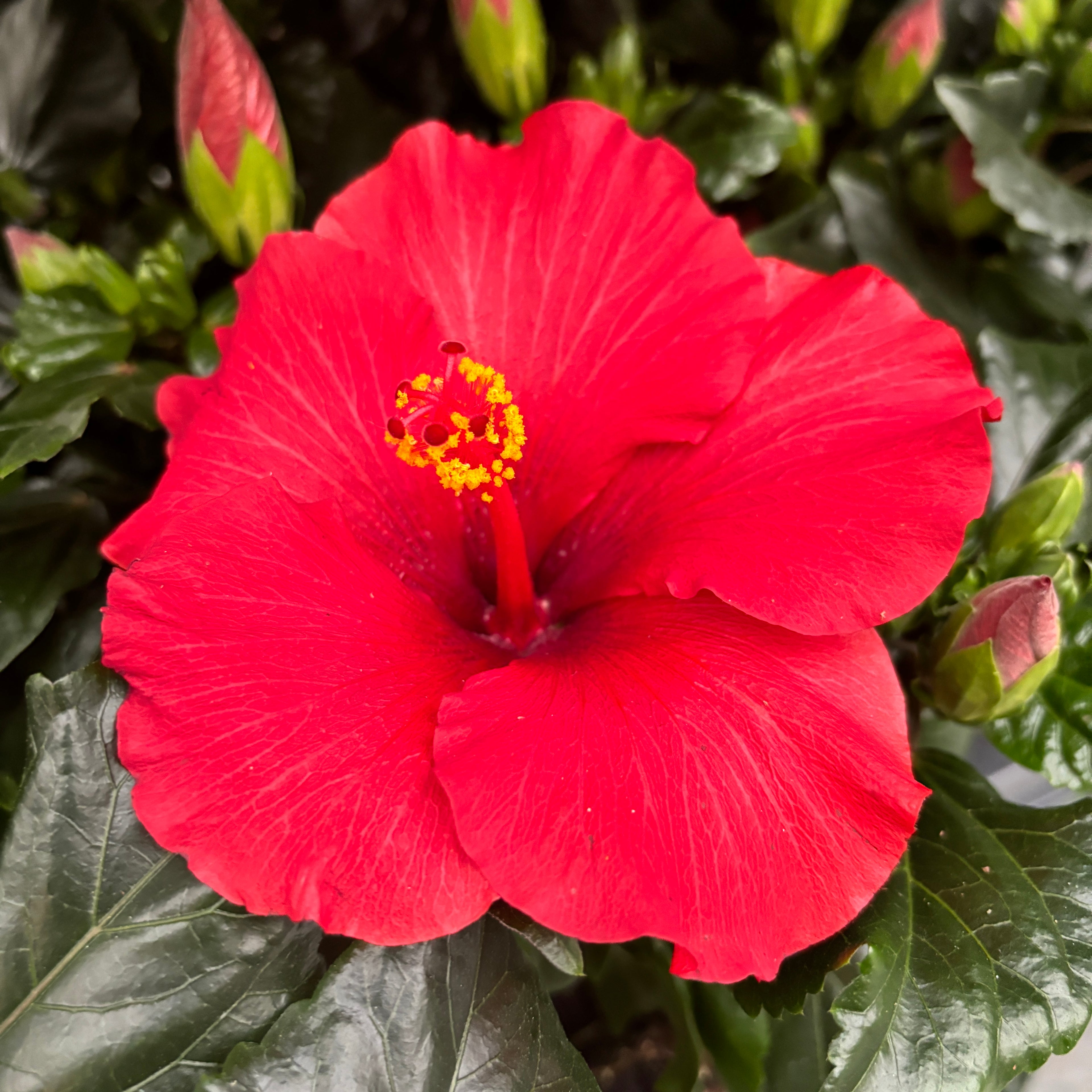 Hibiskus rosa - sinensis 'Afrodite' XL cvetovi