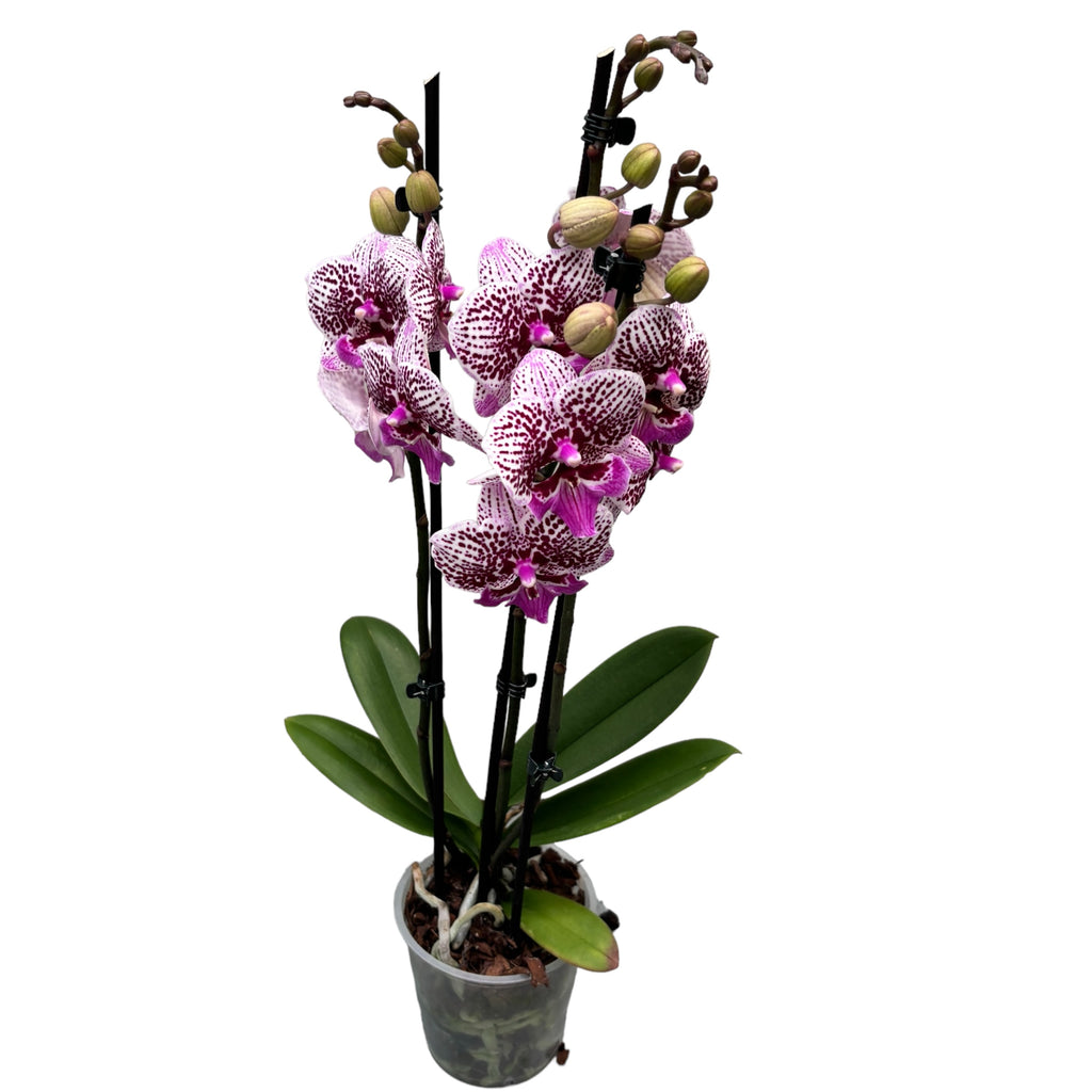 Phalaenopsis Limited #54 velika usna