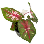 Caladium ‘Carolyn Whorton’