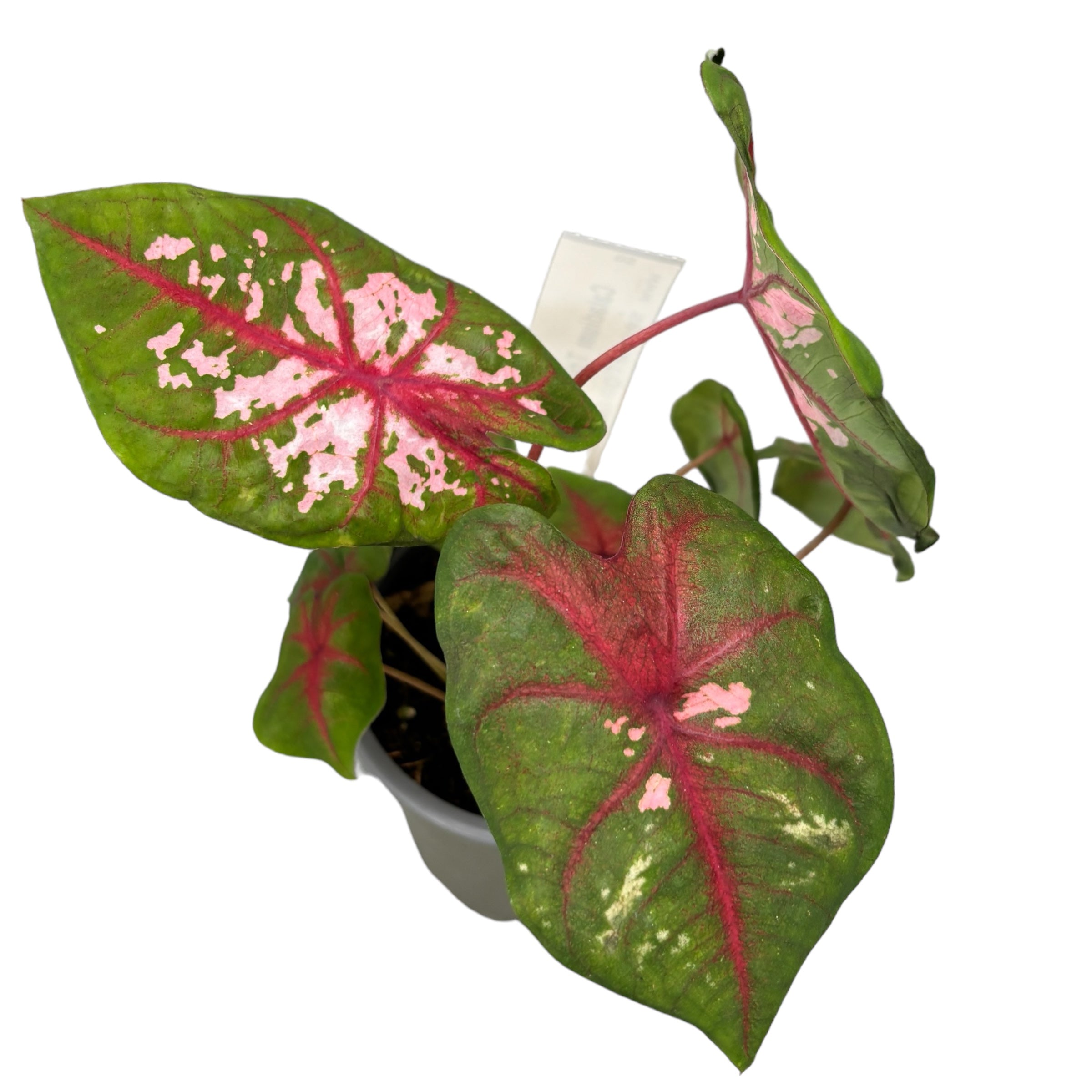 Caladium ‘Carolyn Whorton’