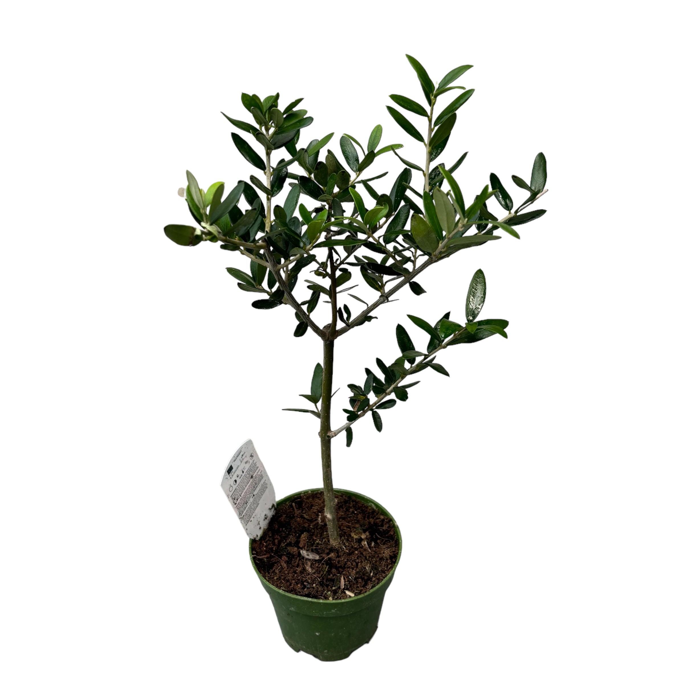 Maslin (Olive tree - Olea Europaea) – Floraria Secret Garden (SG)