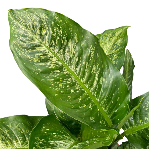 Dieffenbachia 'Memoria Corsii' - 2 plante/ghiveci