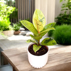 Ficus elastica 'Shivereana' ('Moonshine', 'Variegata') D12
