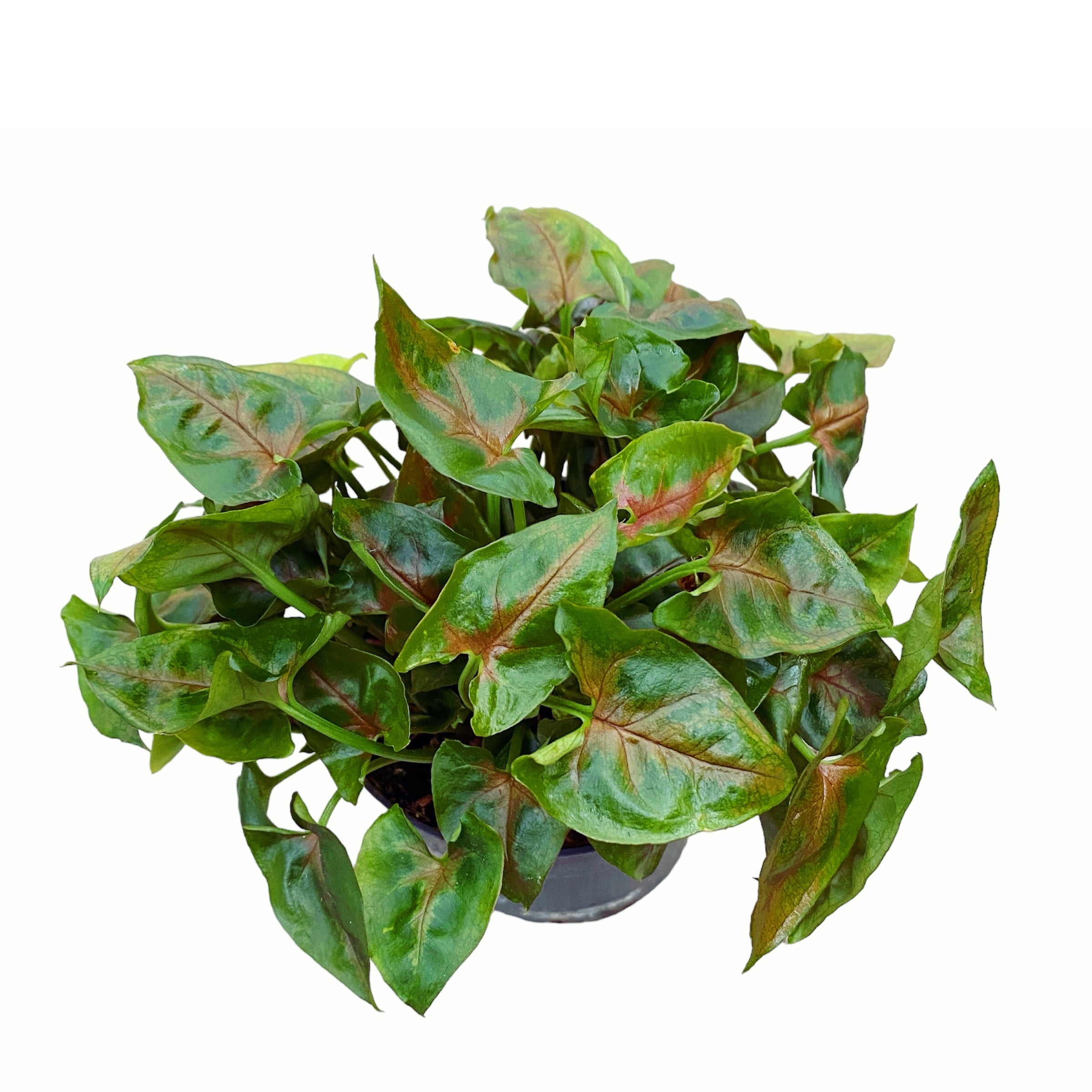 Syngonium Podophyllum ‘Christmas’