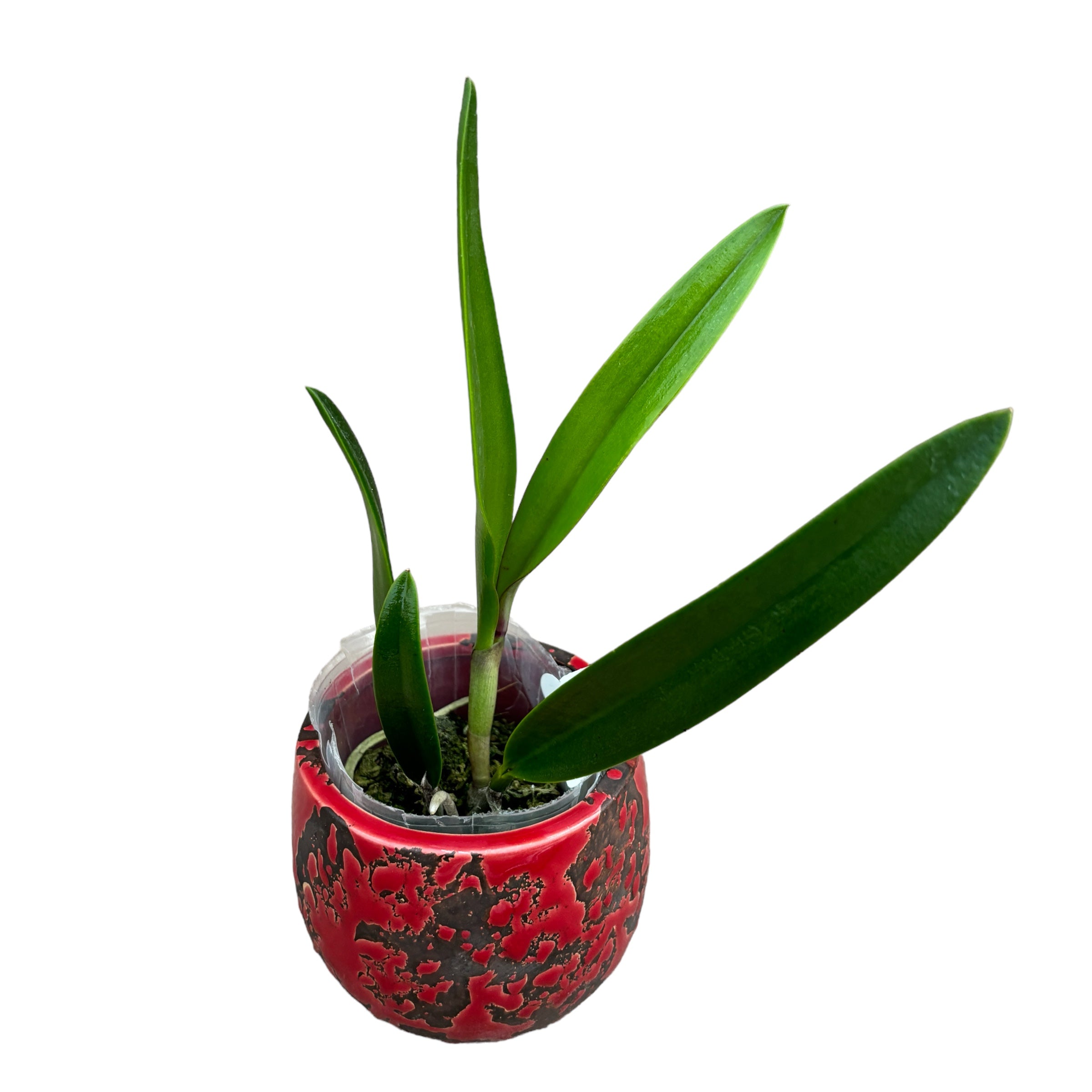 Brassocattleya Rustic Spots 'H&R' parfumée