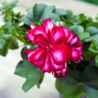 Pelargonium peltatum ‘Longlife Double Rouletta’ - muscata cu flori duble roz cu alb, inflorire indelungata si rezistenta
