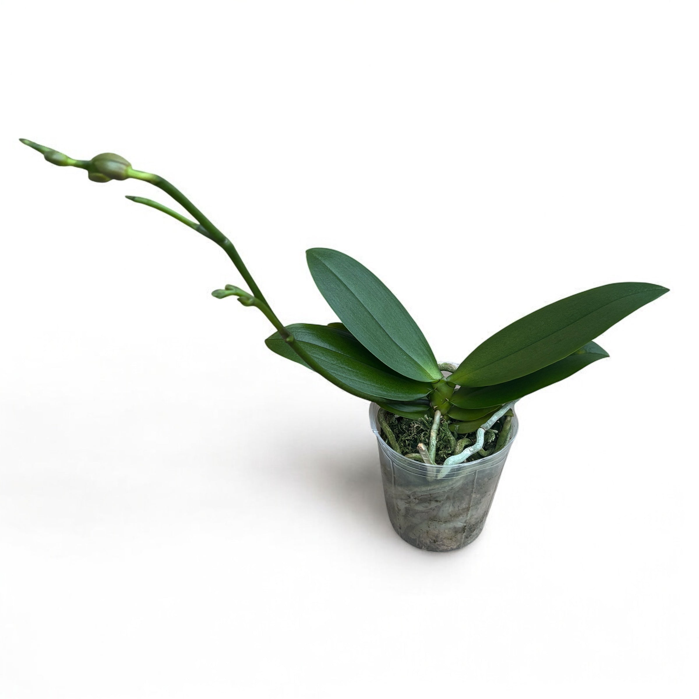 Phalaenopsis Sogo Red Star (pelorica) - fiori profumati