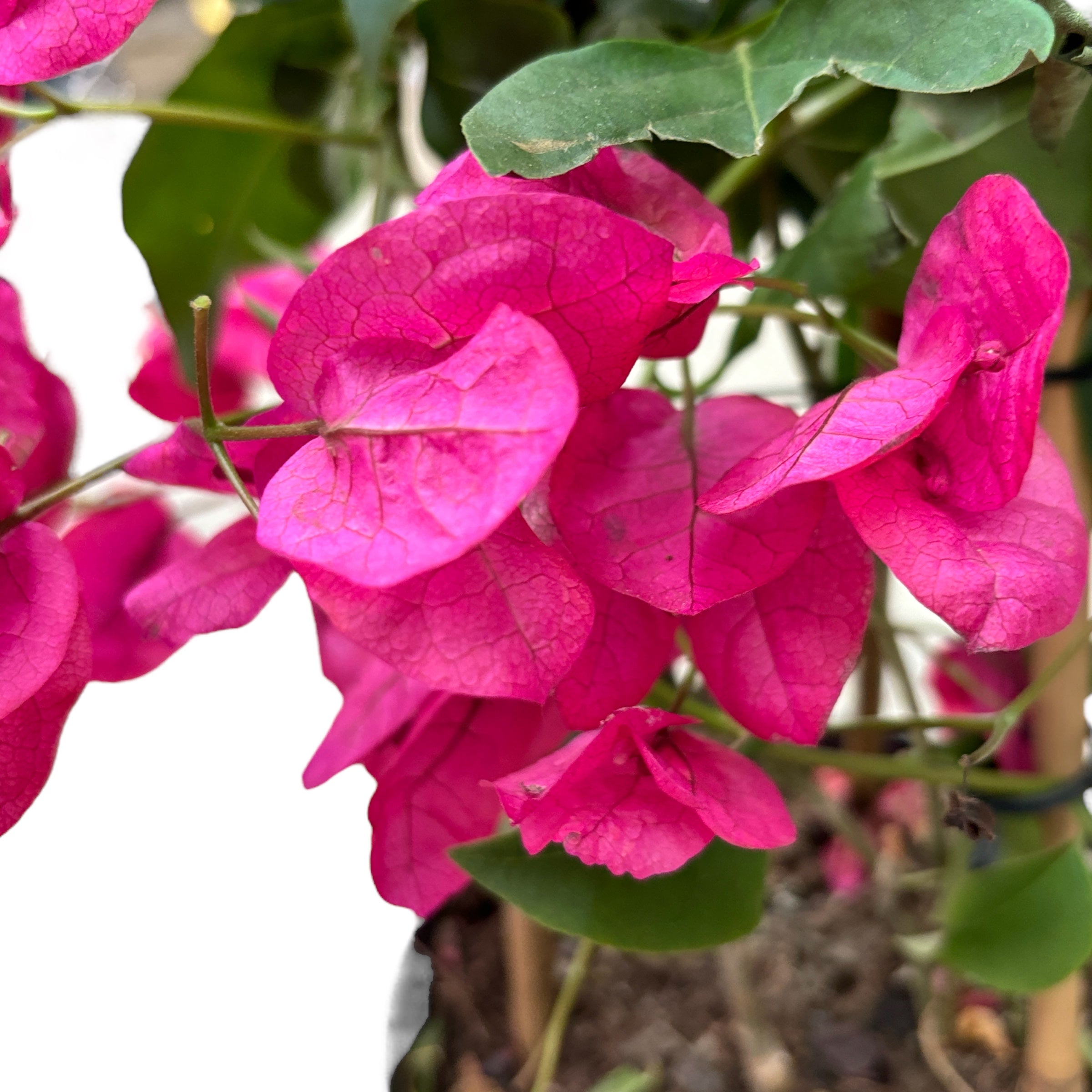 Bougainvillea 'Pink' - floarea de hartie roz D15 (2 plante/ghiveci)