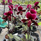 Paphiopedilum maudiae 'Black Jack'