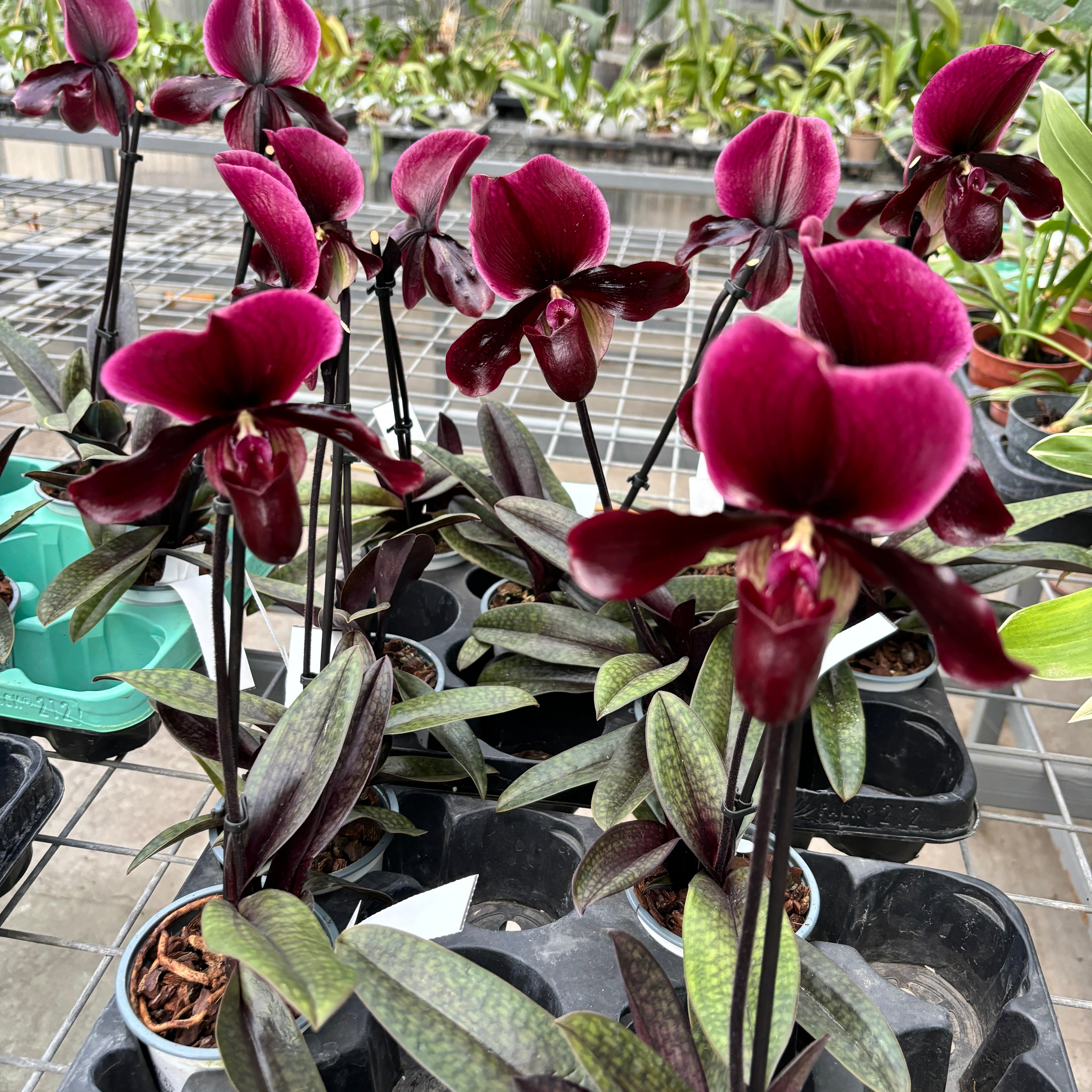 Paphiopedilum maudiae 'Black Jack'