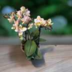 Phalaenopsis Aromio Powdery (Peloric) - flori intens parfumate