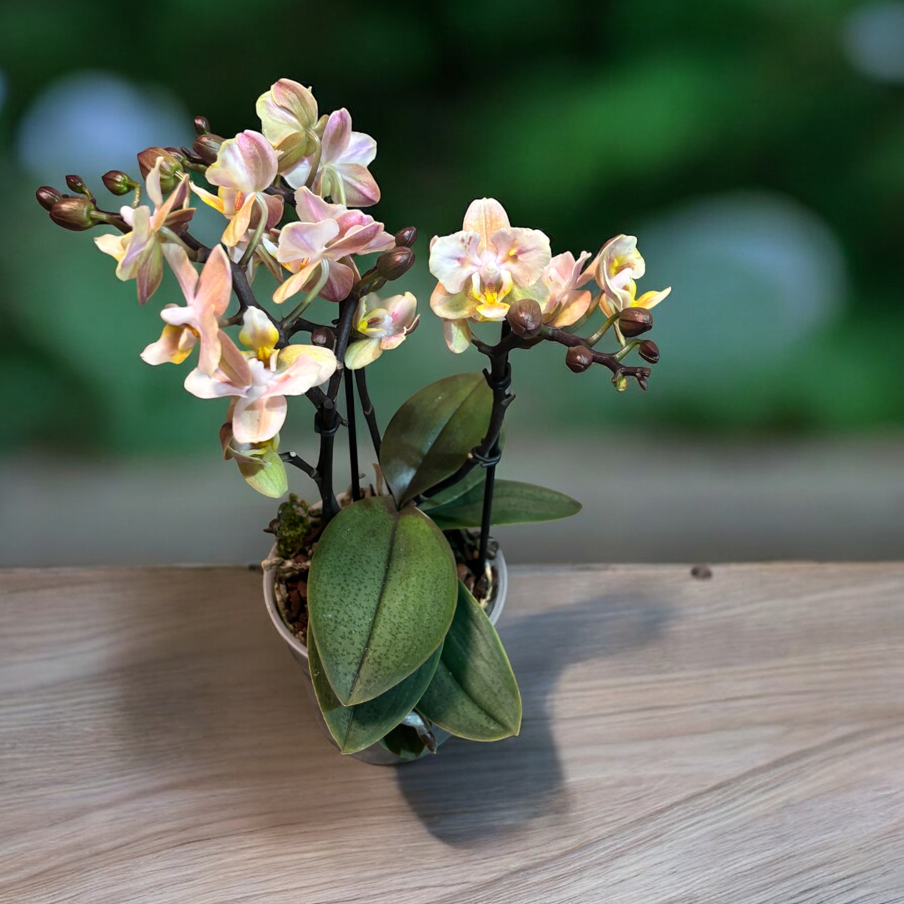 Phalaenopsis Aromio Powdery (Pélorique) - fleurs intensément parfumées