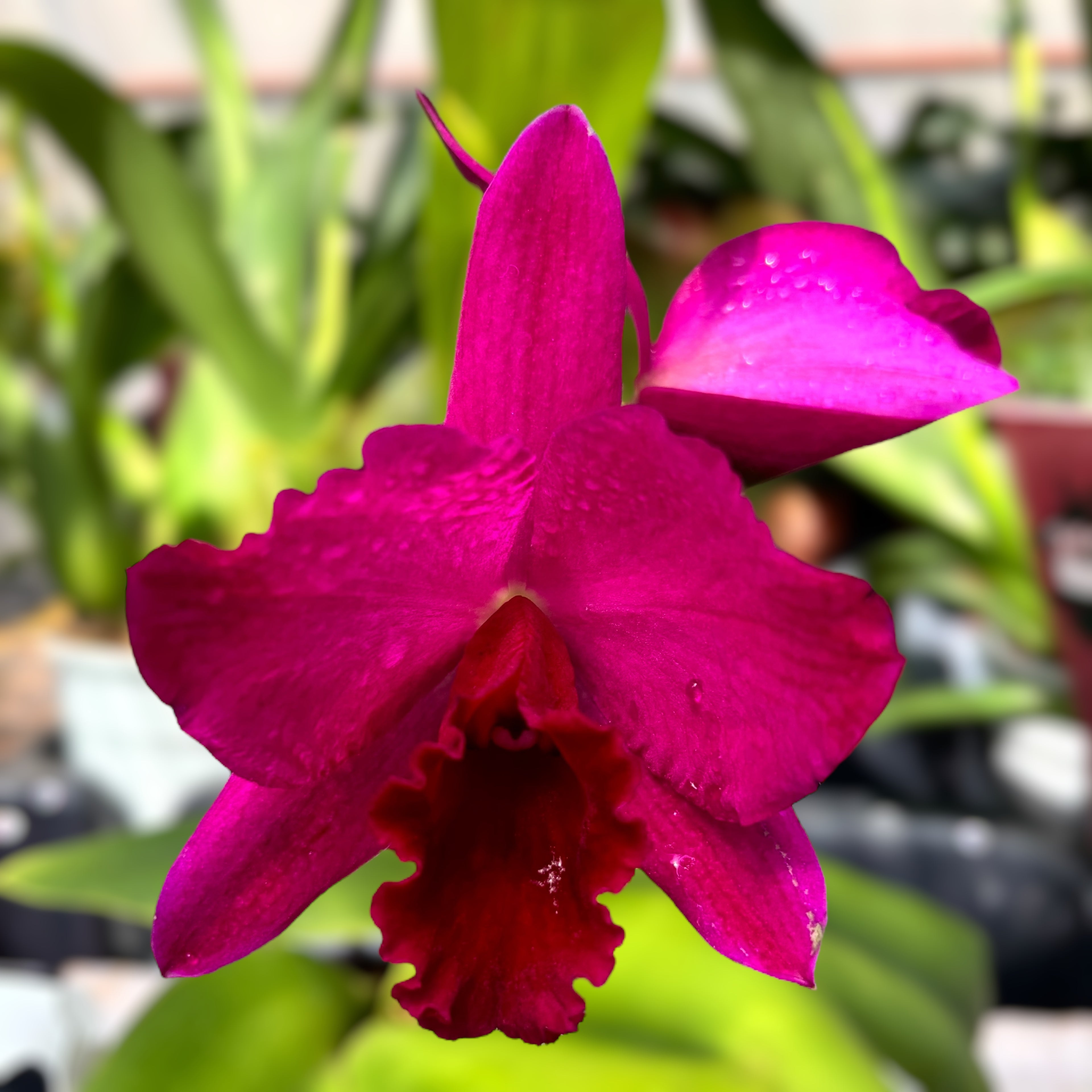 Cattleya #41
