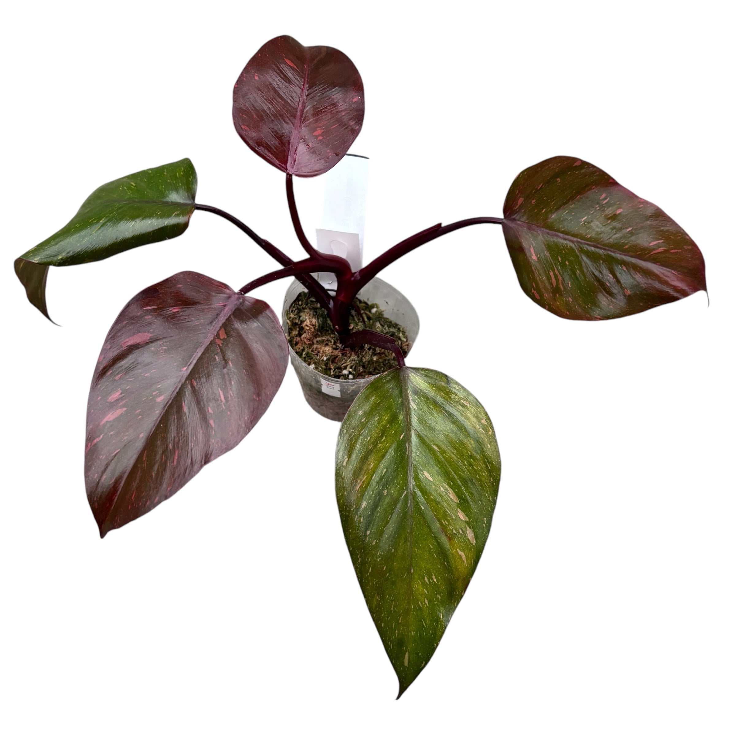 Philodendron Orange Princess (sp. 'Sunspot')