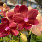 Phalaenopsis Congo (miniature)