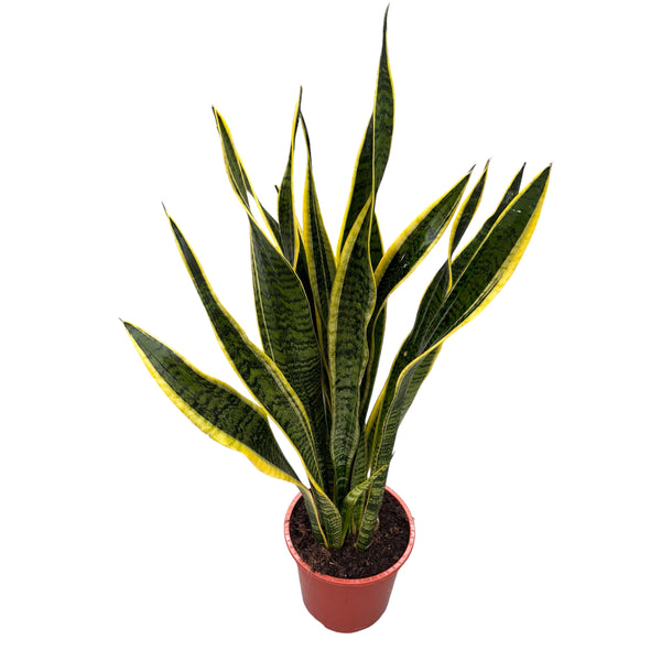 Sansevieria laurentii H80 cm