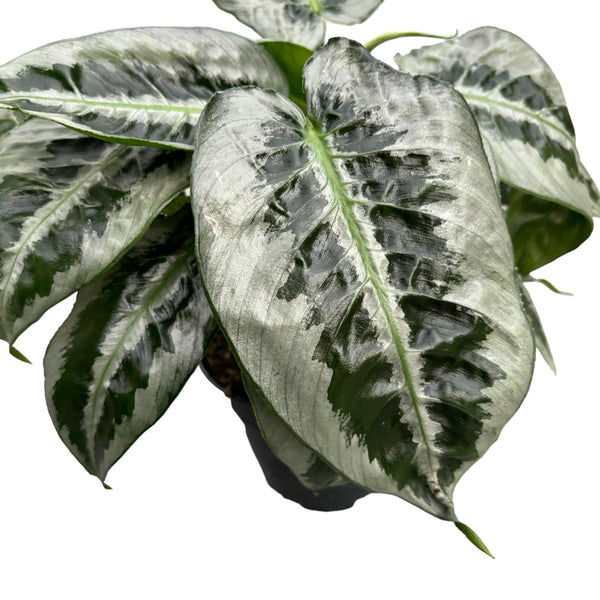 Schismatoglottis Motleyana (defekte Blätter)