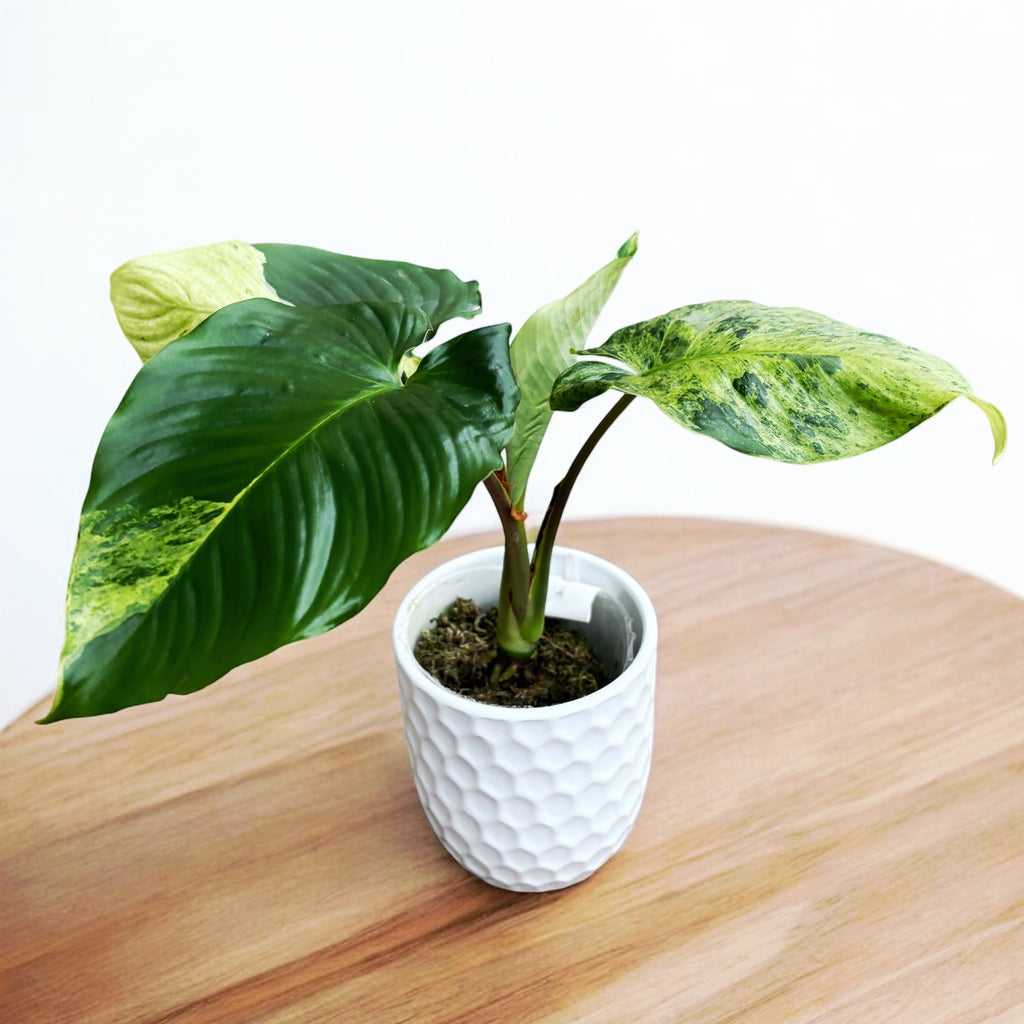 Homalomena sp. variegata