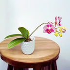 Phalaenopsis OX Madonna (pelorinen)